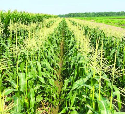 Jacob Cater’s corn field