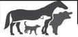Skin conditions in dogs