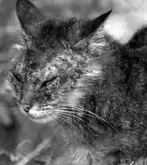 Mange in Cats