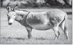 Gestation of donkeys