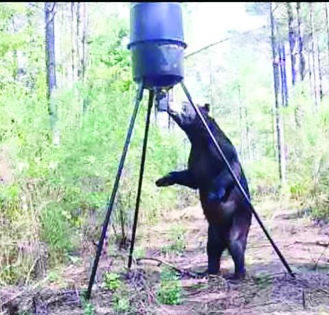 THIS BEAR was north of Sicily Island behind Big Dan’s Place. The feeder is 8’-6” at the bottom of the feeder motor.