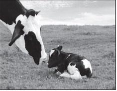  Gestation of cows