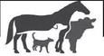 Part 4 - Ringworm: skin conditions in cats