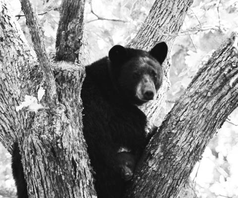 Louisiana black bear hunting lottery open