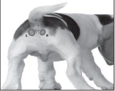 Anal glands in dogs