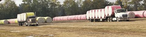 Some cotton farmers surprised at yields despite drought conditions
