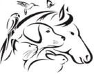 Brucellosis can affect livestock and humans