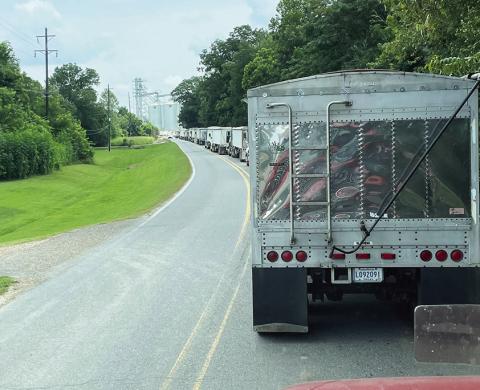 Trucks waiting in line to empty beans at Consolidated Grain &amp; Barge Company in Trinity