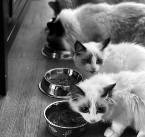Dogs eating cat food