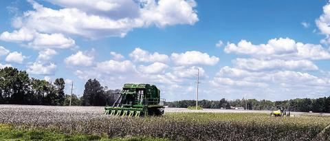 County Agent Kylie Miller’s crop update after Hurricane Francine’s devastating rains
