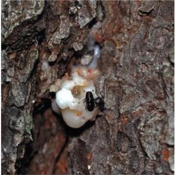 A SOUTHERN pine beetle pitch tube. Photo credit: Erich G. Vallery | USDA Forest Service
