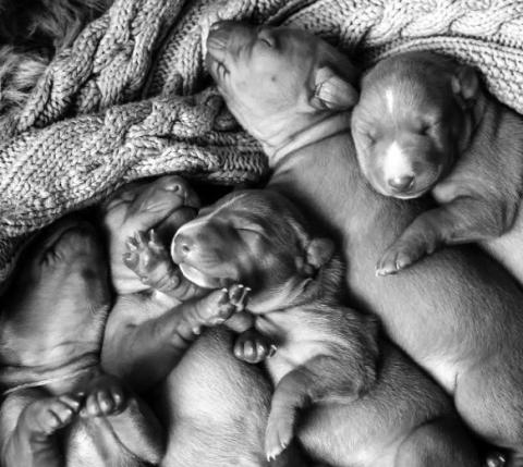 Canine delivery