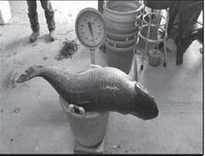 Grass Carp weighing 92 pounds.