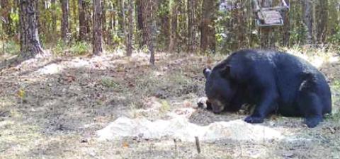 This bear was caught on deer camera in Enterprise, LA