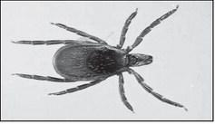 Ticks and Lyme disease