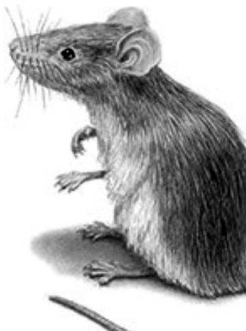 Rat X