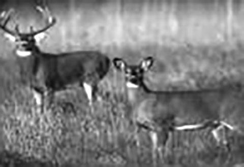 Three additional CWD positive deer found in captive pens