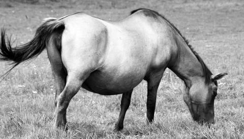 Horse gestation period