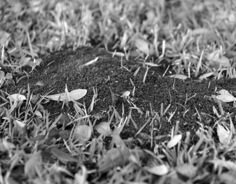 Two-step your way to getting fire ants under control